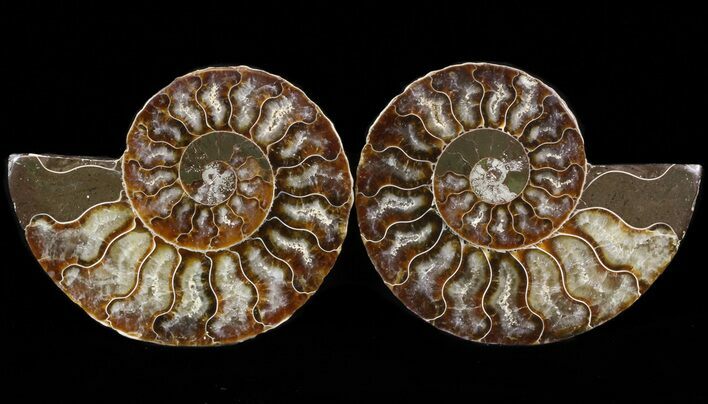 Sliced Fossil Ammonite Pair - Agatized #39583